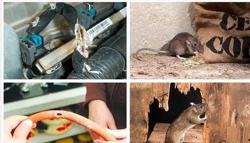 最新老鼠爆料视频,惊人内幕曝光！